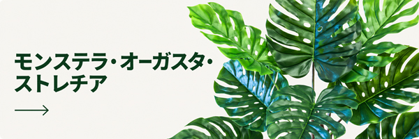 モンステラ・オーガスタ・ストレチア