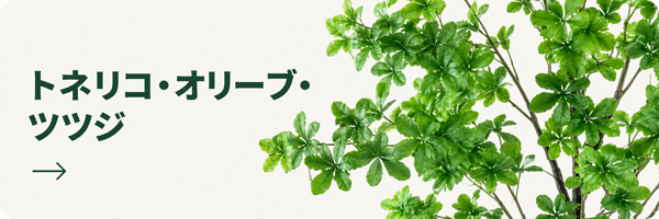 トネリコ・オリーブ・ツツジ