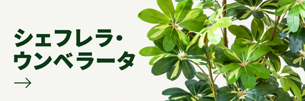 シェフレラ・ウンベラータ